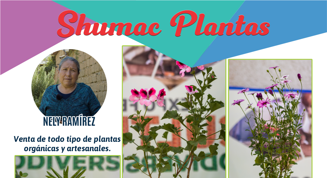Shumac Plantas